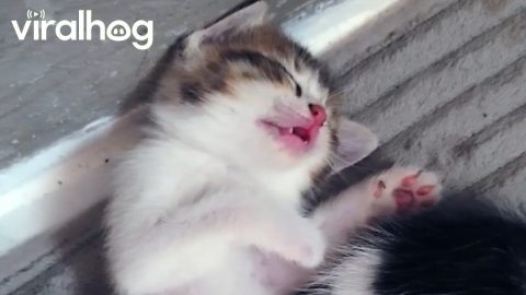 Kittens Dreaming of Milk || ViralHog