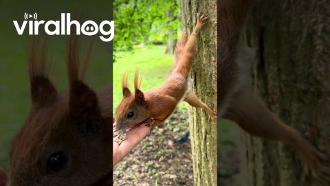 This Squirrel Must Do Pilates || ViralHog