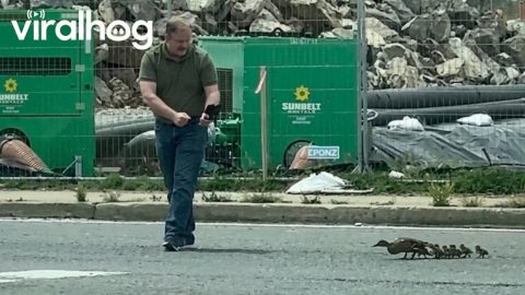 Police Escort Mama Duck and Babies Across Road || ViralHog