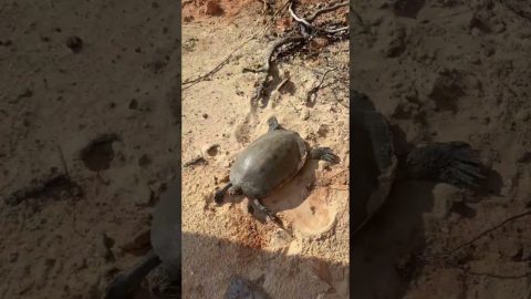 Helping a Flipped Turtle During a Fishing Tournament || ViralHog