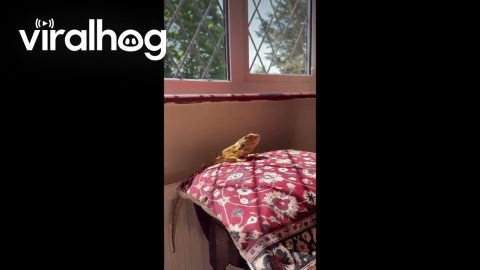 Bearded Dragon Loves to Climb || ViralHog