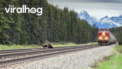 Grizzly Mama and Cub Dodge a Train || ViralHog