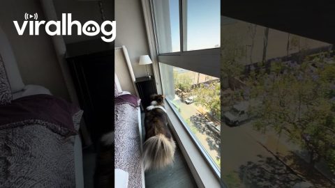Sheltie's Nemesis, the Window-Washing Broom || ViralHog