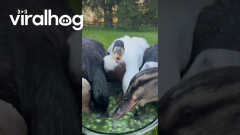 Nightly Peas With Waddling Ducks || ViralHog