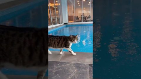 Clumsy Cat Falls Into Swimming Pool || ViralHog