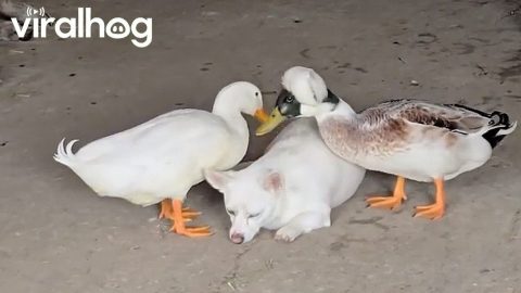 Two Ducks Grooming a Dog || ViralHog