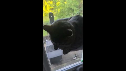 Cat Doesn't Like Being Called Fat || ViralHog