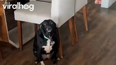 Dog Ate Loaf of Bread While Home Alone || ViralHog