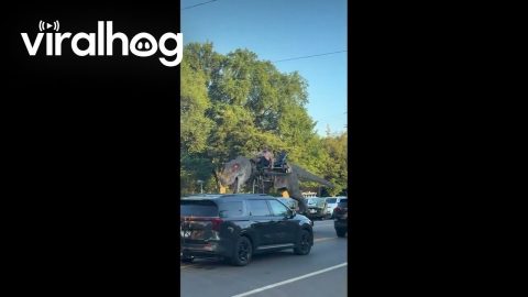 T-Rex Vehicle Driving Around Minneapolis || ViralHog