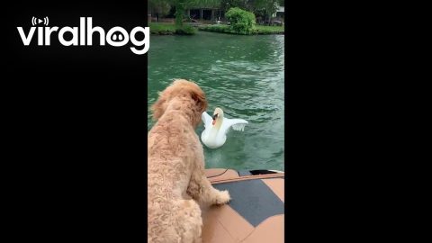 Austin Swan Shows Goldendoodle Who's Boss || ViralHog