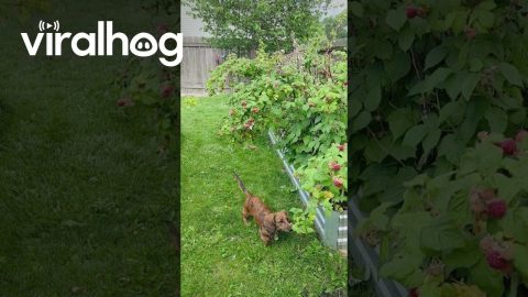 Puppies in the Raspberry Patch || ViralHog