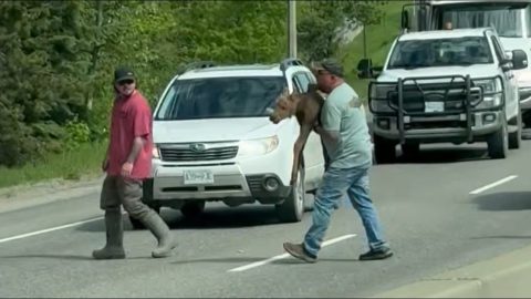 Man Carries Trapped Moose Calf Across Busy Highway in Prince George || ViralHog