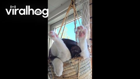 Comfy Cat Sleeps in Hanging Basket || ViralHog