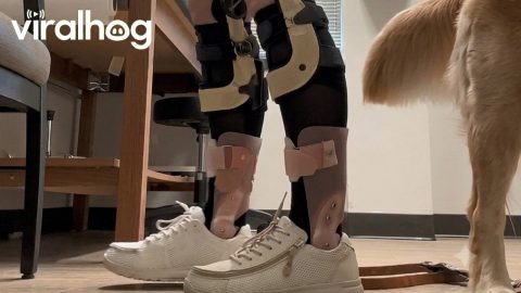 Service Dog Picks the Wrong Time to Retrieve Phone || ViralHog