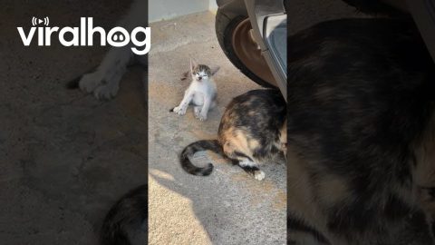 Drowsy Kitten Topples Over || ViralHog