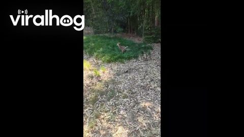 Young Deer Runs Through my Yard || ViralHog