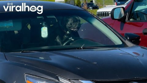 Impatient Frenchie Sounds Horn in Parking Lot || ViralHog