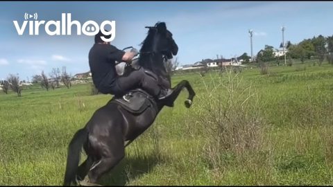 Horse Bucks Rider Off || ViralHog