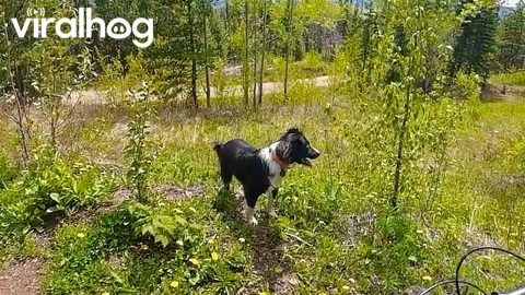Dog Chases Black Bear Towards Mountain Biker || ViralHog
