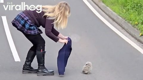 Fuzzy Owlet Rescue || ViralHog