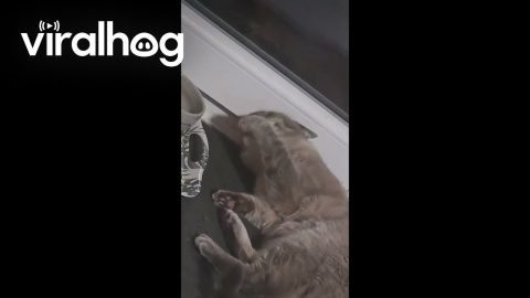 Cat Prefers to Drink Water With His Paws || ViralHog