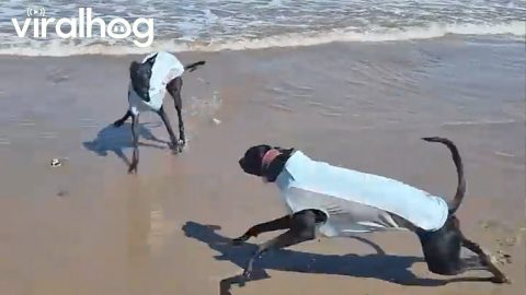 Dog's First Dip in the Sea Was Colder Than Expected || ViralHog