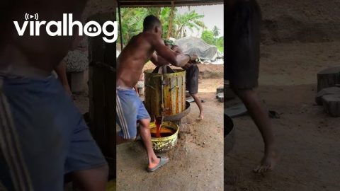 Palm Oil Production in Nigeria || ViralHog