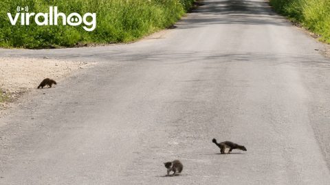 Two Young Stoats Play On Country Road || ViralHog