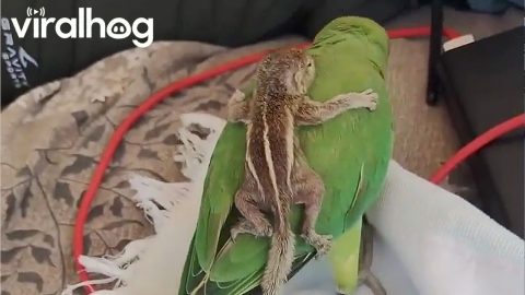 Baby Squirrel Rides on Parrot's Back || ViralHog