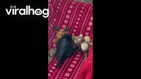 Orphaned Crow Loves his Adorable Toys || ViralHog
