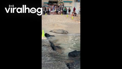 Audience Watches Sleepy Hawaiian Monk Seal Wake Up From a Nap || ViralHog