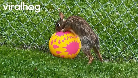 Bunny Plays With Ball || ViralHog
