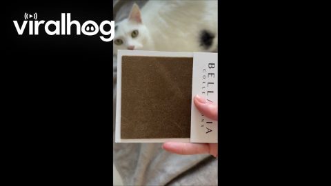 Owner Decides Which Couch to Get Based Off of Cat's Fur || ViralHog