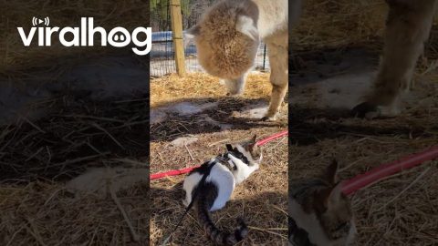 Alpacas Meet a Cat on a Leash || ViralHog