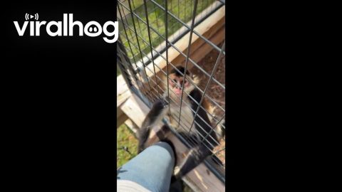 Affectionate Monkey Doesn't Want to Say Goodbye || ViralHog