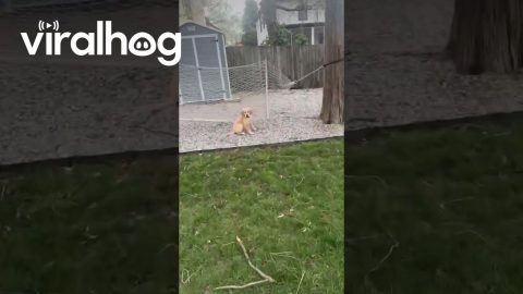 Manipulative Golden Puppy Fakes Needing Help || ViralHog