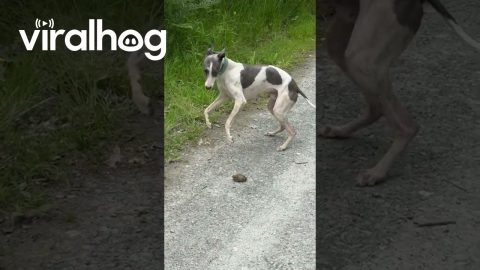 Whippet Puppy vs Road Toad || ViralHog
