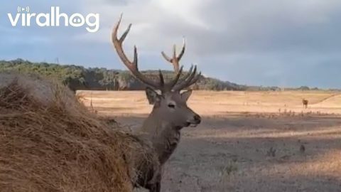 Big Stag Lets Hay Bale Know Who's Boss || ViralHog