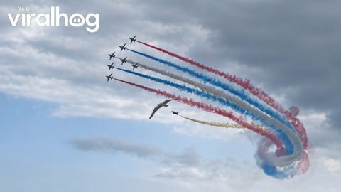 Red Arrows Display in Eastbourne || ViralHog