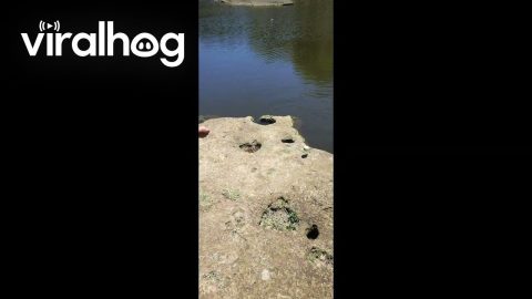 Young Fisherman Gets a Unique Catch || ViralHog