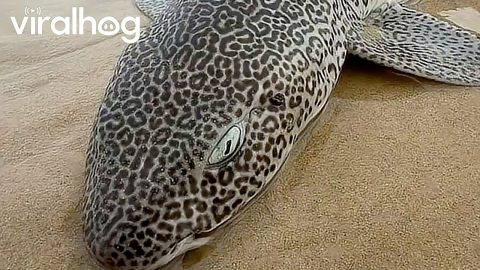 Leopard Catshark || ViralHog