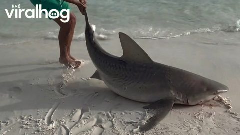 Man Rescues a Beached Shark || ViralHog