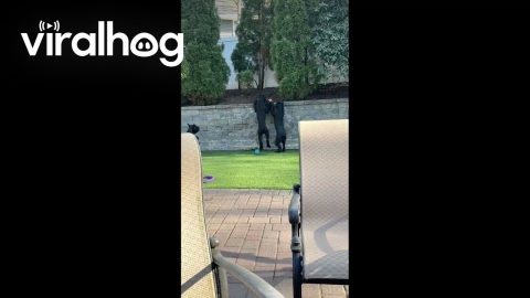 Three Giant Schnauzers VS a Wall || ViralHog