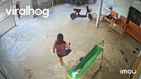 Pig Charges at Woman Relaxing in Hammock || ViralHog