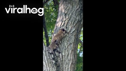 Baby Raccoons Climb on Top of Each Other || ViralHog