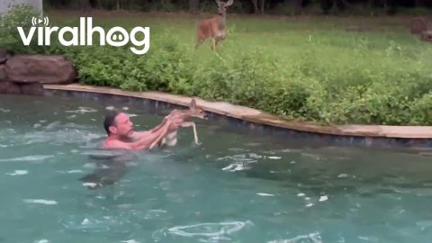 Man Helps Baby Fawn Escape Pool || ViralHog