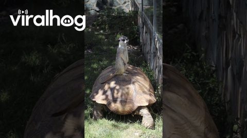 Meerkat Takes a Ride on a Tortoise || ViralHog