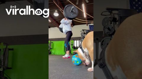 Puppy Just Wants to Play With their Ball || ViralHog