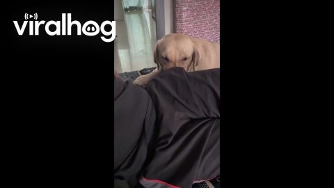 Labrador Won't Stop Searching for Missing Crumb || ViralHog
