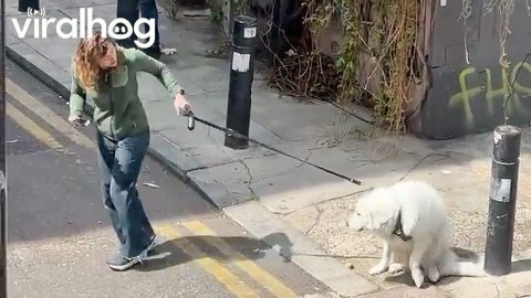 Stubborn Dog Refuses To Budge During Walk In London || ViralHog